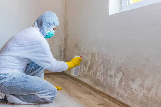 Licensed Black Mold Removal service in Hermitage, PA - WQB Mold Removal