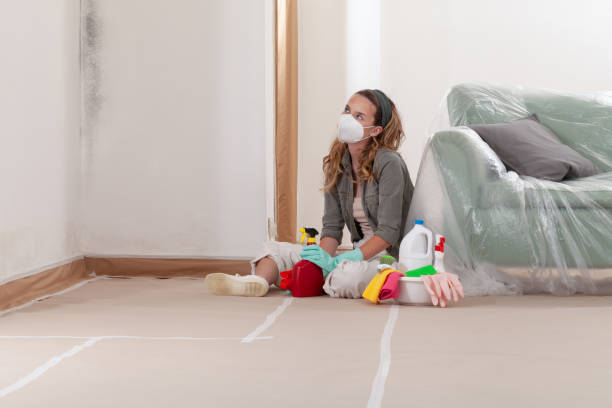 Trusted Black Mold Removal service in Hermitage, PA - WQB Mold Removal