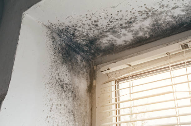 Affordable Black Mold Removal solutions in Hermitage, PA