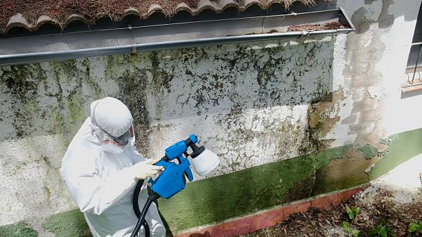 Top rated local Black Mold Removal specialists in Hermitage, PA